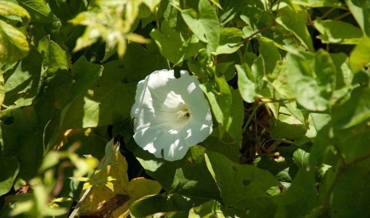 Convolvulus sp (L., 1753)
