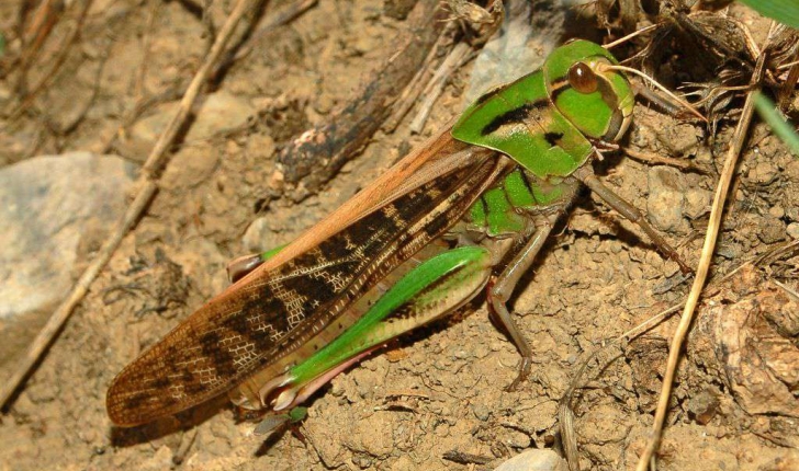 Locusta migratoria (Linné, 1758)