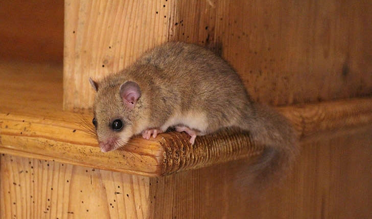 Glis glis (L., 1758)
