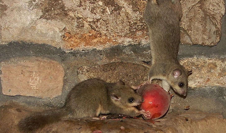 Glis glis (L., 1758)