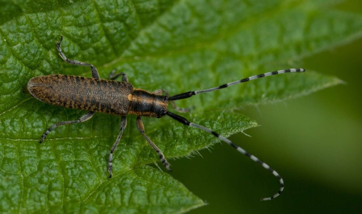 Famille des Cerambycidae