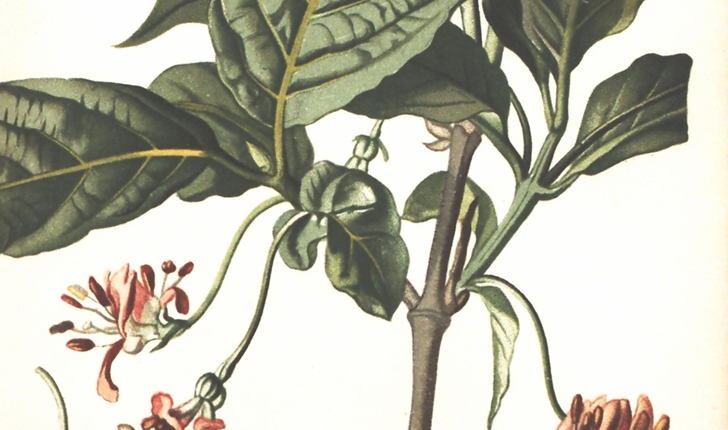 Lonicera alpigena