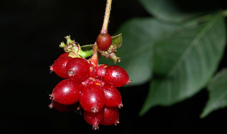 Lonicera periclymenum