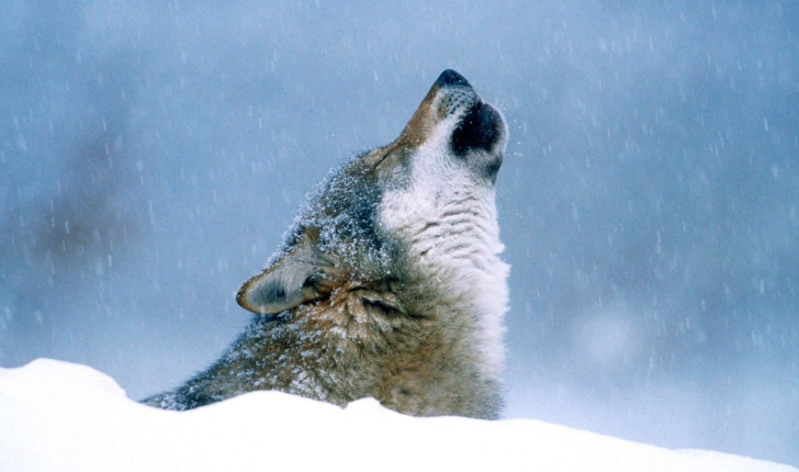 Canis lupus ssp.(Linnaeus, 1758)
