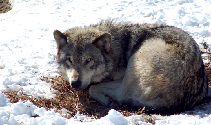 Canis lupus ssp.(Linnaeus, 1758)