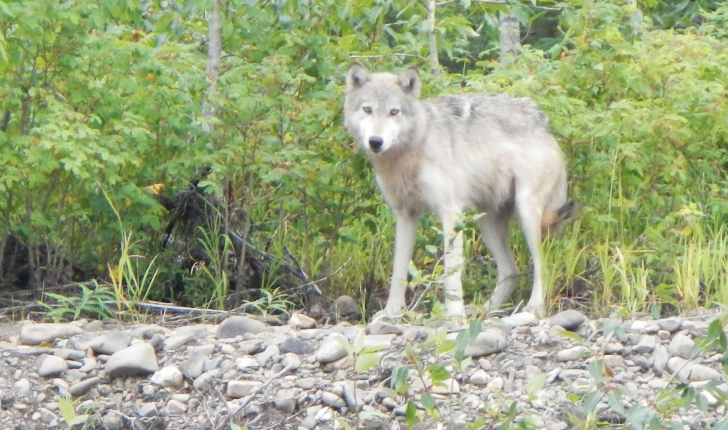 Canis lupus ssp.(Linnaeus, 1758)