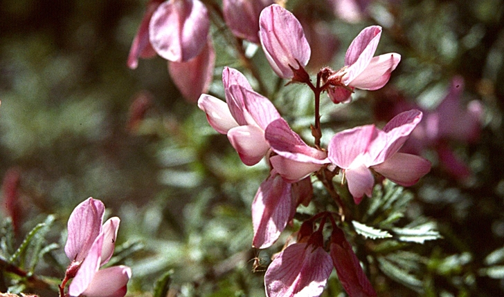 Ononis fruticosa