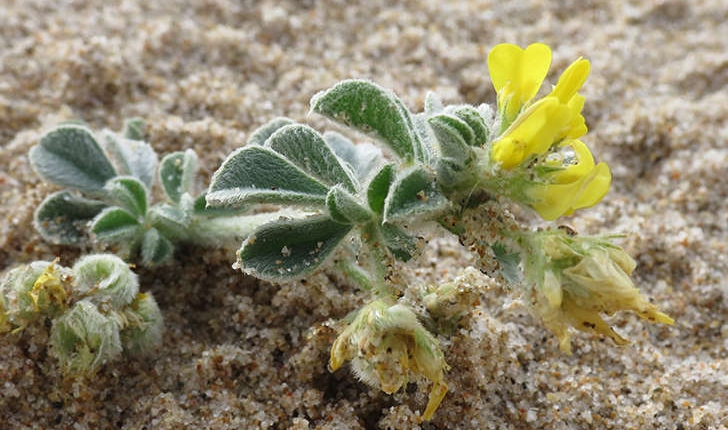Medicago marina (L., 1753)