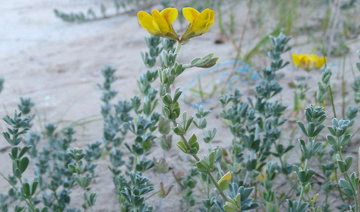 Medicago marina (L., 1753)