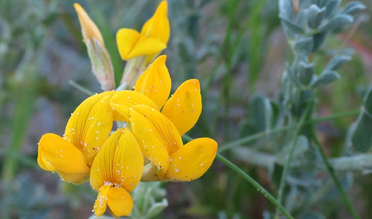 Medicago marina (L., 1753)
