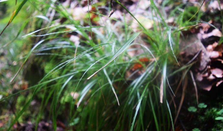 Luzula sylvatica (Huds.) Gaudin
