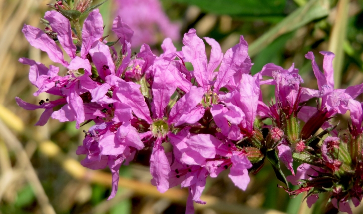 Lythrum salicaria L., 1753