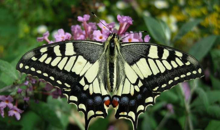 Papilio machaon (Linné, 1758)