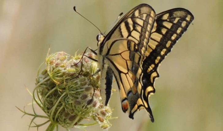 Papilio machaon (Linné, 1758)