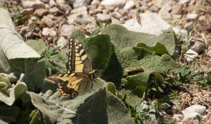 Papilio machaon (Linné, 1758)