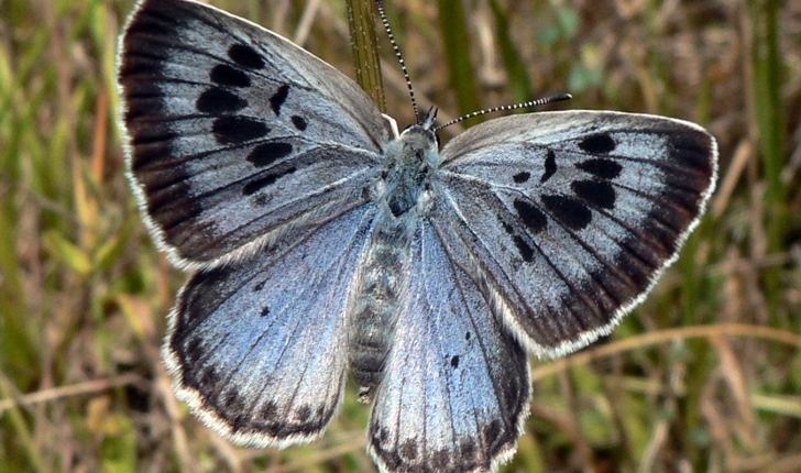 Phengaris arion (Linnaeus, 1758)