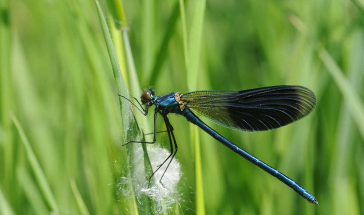 Caloptéryx splendens (Harris, 1782)