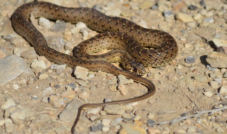 Malpolon monspessulanus (Hermann, 1804)
