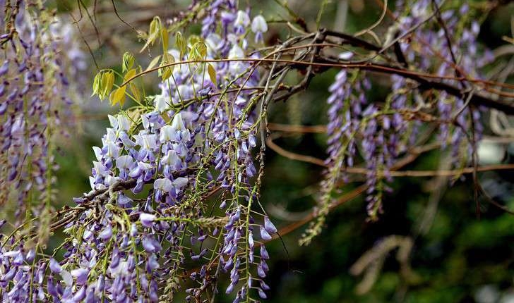 Wisteria sinensis (Sims) Sweet, 1826