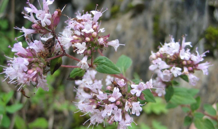 Origan (crédits: evelyne Liauzun)