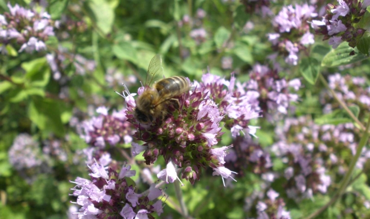 Origanum vulgare L.