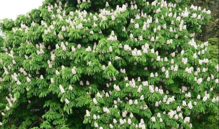 Aesculus hippocastanum (L., 1753)