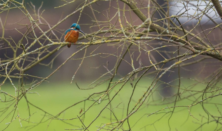 Alcedo atthis (Rafinesque, 1815)