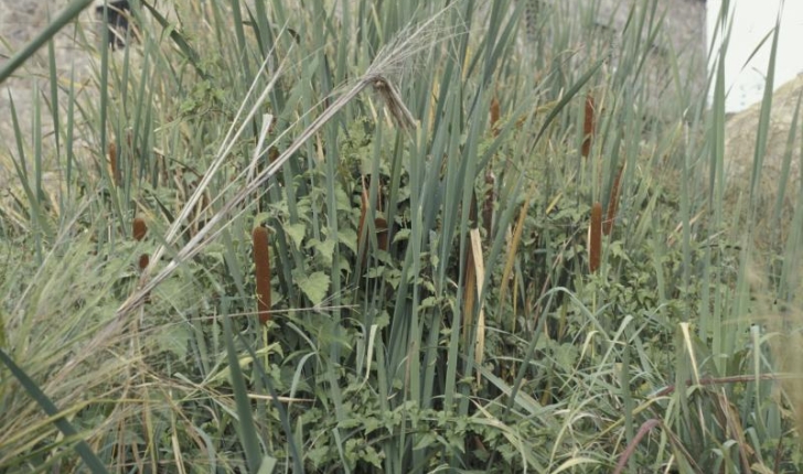 Typha latifolia