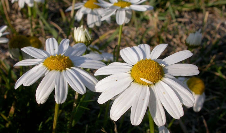 Matricaria maritima (L.,1753)