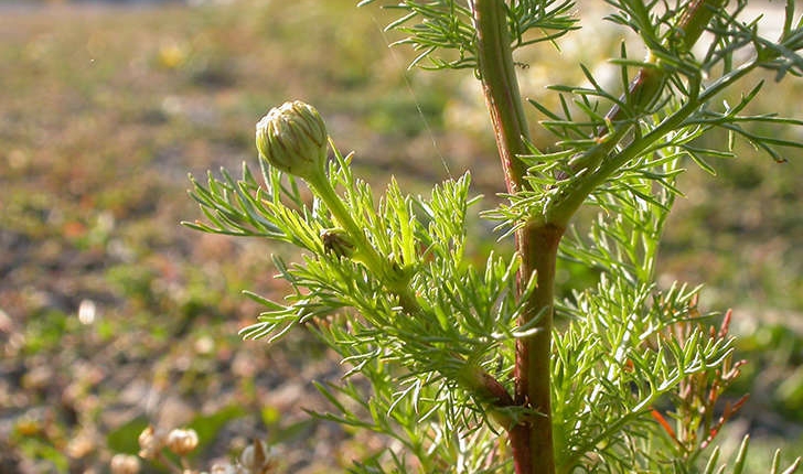 Matricaria maritima (L.,1753)