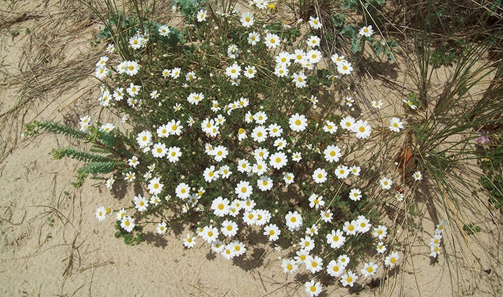 Matricaria maritima (L.,1753)