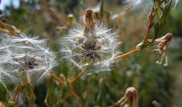 Lactuca serriola (L., 1756)