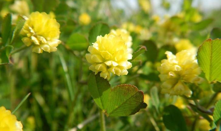 Medicago lupulina (L., 1753)