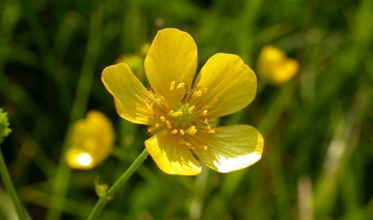 Ranunculus sp.