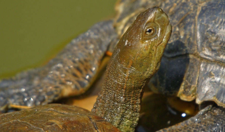 Mauremys leprosa (Schweigger, 1812)