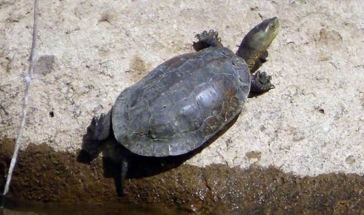 Mauremys leprosa (Schweigger, 1812)