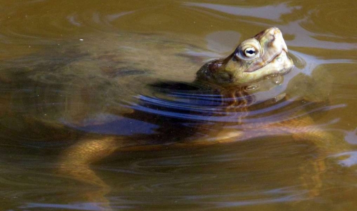 Mauremys leprosa (Schweigger, 1812)