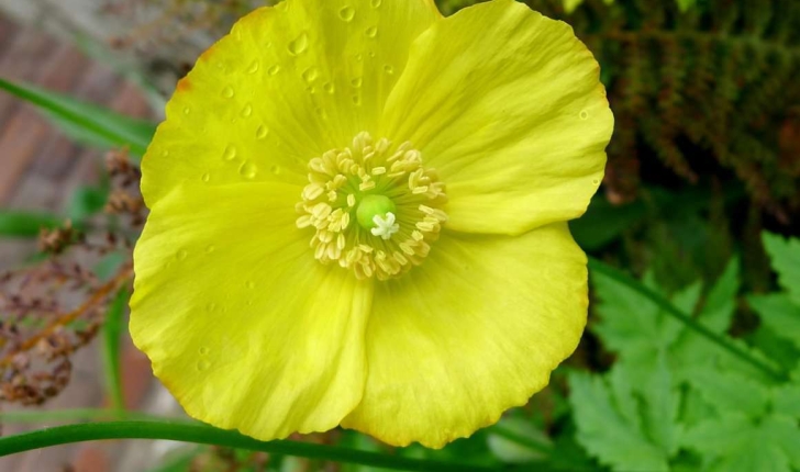 Meconopsis cambrica (L.) Vig