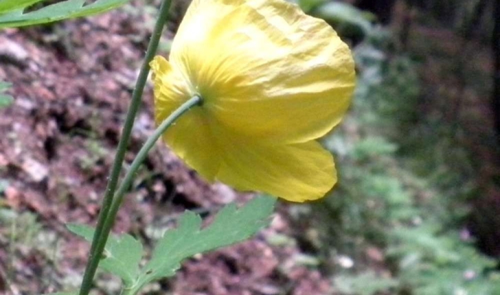 Meconopsis cambrica (L.) Vig