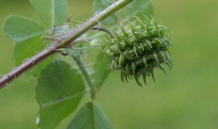 Medicago maculata