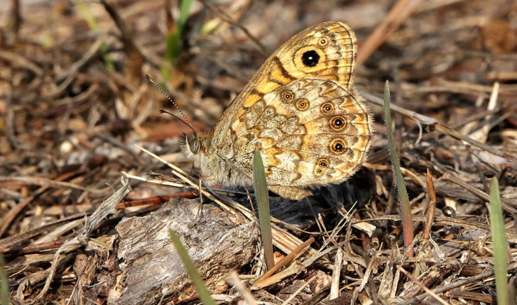 Lasiommata megera (Linné, 1767)