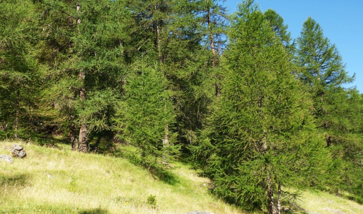 Larix decidua (Miller, 1768)