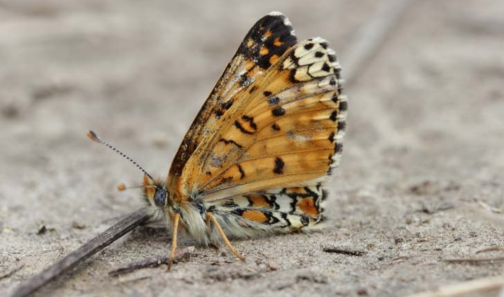 Melitaea cinxia 