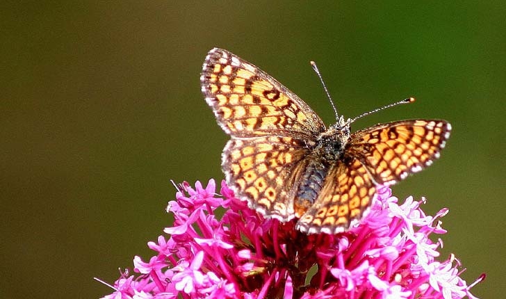 Melitaea cinxia 
