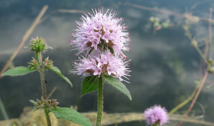 Mentha sp.