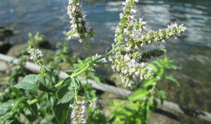 Mentha sp.
