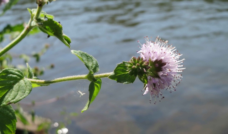 Mentha aquatica (L., 1753)