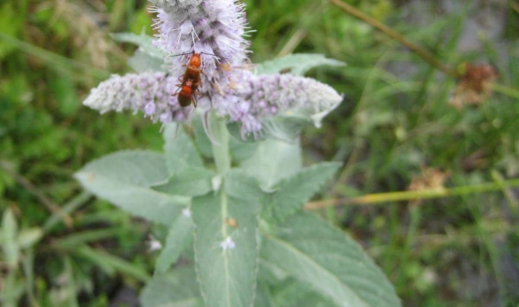 Mentha longifolia subsp. longifolia