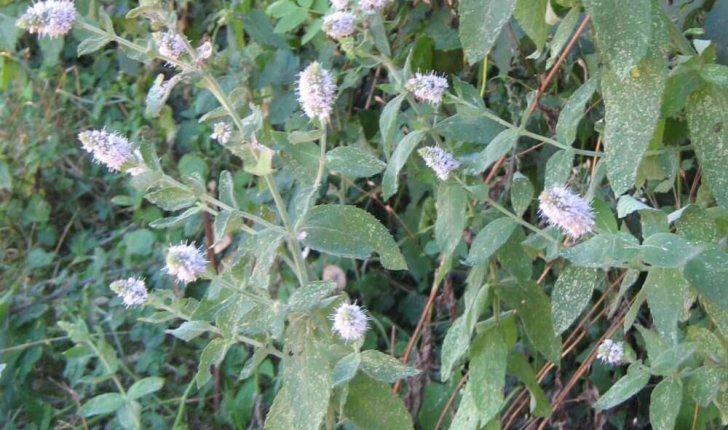 Mentha longifolia subsp. longifolia