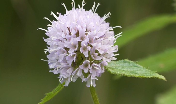 Mentha aquatica (L., 1753)